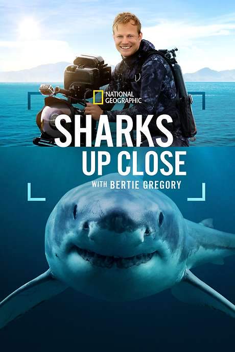 Sharks Up Close with Bertie Gregory